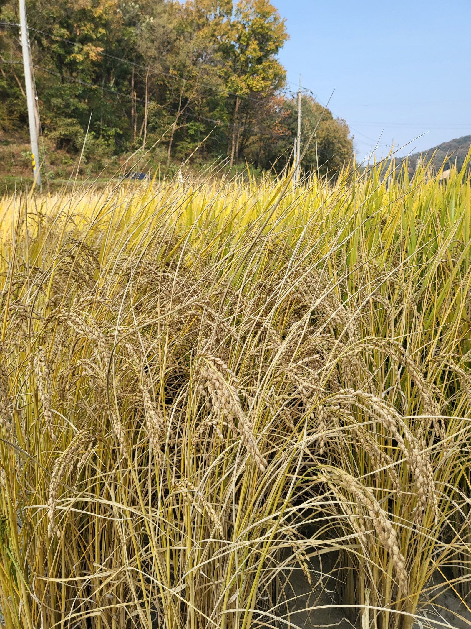 A golden rice field near harvest time in Sangju, Gyeongsangbuk-do