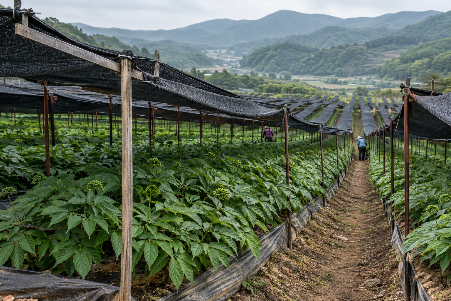 Rows of ginseng growing beneath black shade canopies on a hillside in Geumsan